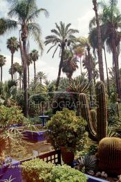 Image du Maroc Professionnelle de  Le Jardin Majorelle une pure merveille crée par le peintre français Jacques Majorelle, qui a eu le coup de foudre pour Marrakech. Yves Saint Laurent et Pierre Bergé font l’acquisition de ce havre de paix durant les années quatre-vingt où Yves Saint Laurent dessina plusieurs pièces. son voeux était de faire de ce parc une œuvre d’art vivante. On y découvre des plantes provenant des cinq continents, yuccas d’Océanie, lotus d’Asie, cactus d’Amérique, palmiers d’Afrique et cyprès d’Europe …, à Marrakech le Lundi 18 Août 1997. ((Photo / Abdeljalil Bounhar)